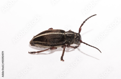 Dorcadion tauricum is a species of beetle in the family Cerambycidae. photo