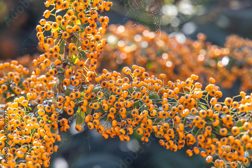 Pyracantha coccinea sunny star scarlet firethorn ornamental shrub, bright orange group of fruits hanging on autumnal shrub, green leaves photo