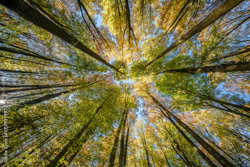 Gazing Upward Through the Colorful Autumn Trees in a Lush, Vibrant Forested Environment