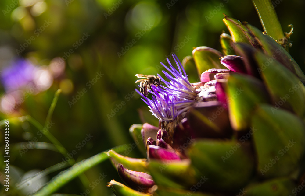 A bee diligently collects nectar from a vibrant purple artichoke flower under the warm sun in a lush garden during late spring.