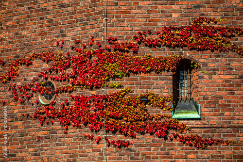 Obraz na płótnie Bright red and green ivy cascades over a rustic brick wall, wrapping around a round window and highlighting the natural beauty of urban architecture. w salonie