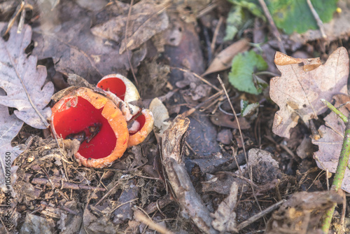 Scarlet elf cup fungi growing among fallen leaves in autumn forest photo