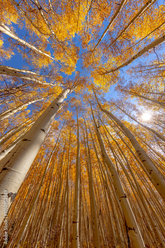 Looking Up