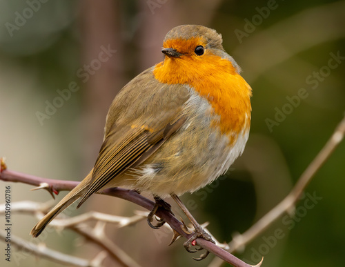 robin on a branch