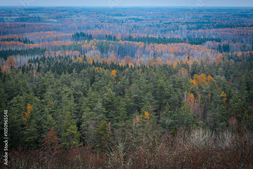 A panoramic view of a diverse forest in autumn, featuring vibrant orange and yellow trees mixed with evergreen pines. The distant landscape is covered in fall foliage