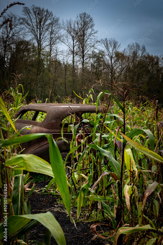 Obraz premium Corn maze abandoned car