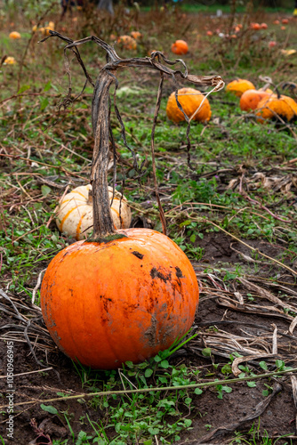 Pumpkin patch
