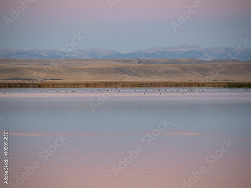 Freezeout Lake in Montana at Dawn with American coots in the lake and the Rocky Mountains in the distance. photo