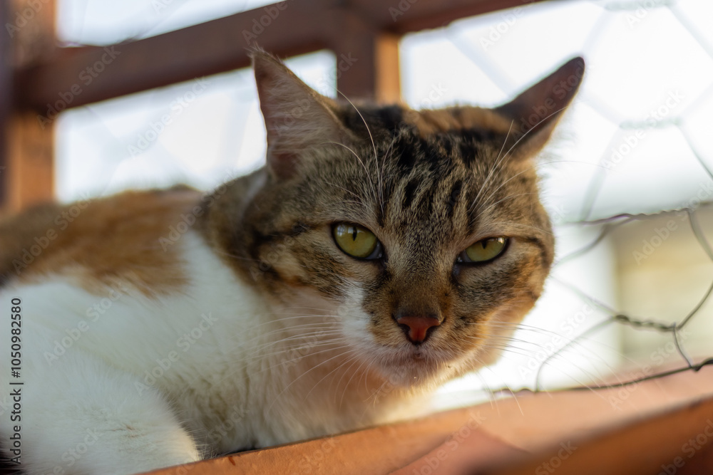 Domestic cat lying on the floor. Selective focus on eyes. Domestic cat lying on the floor. Selective focus on eyes.