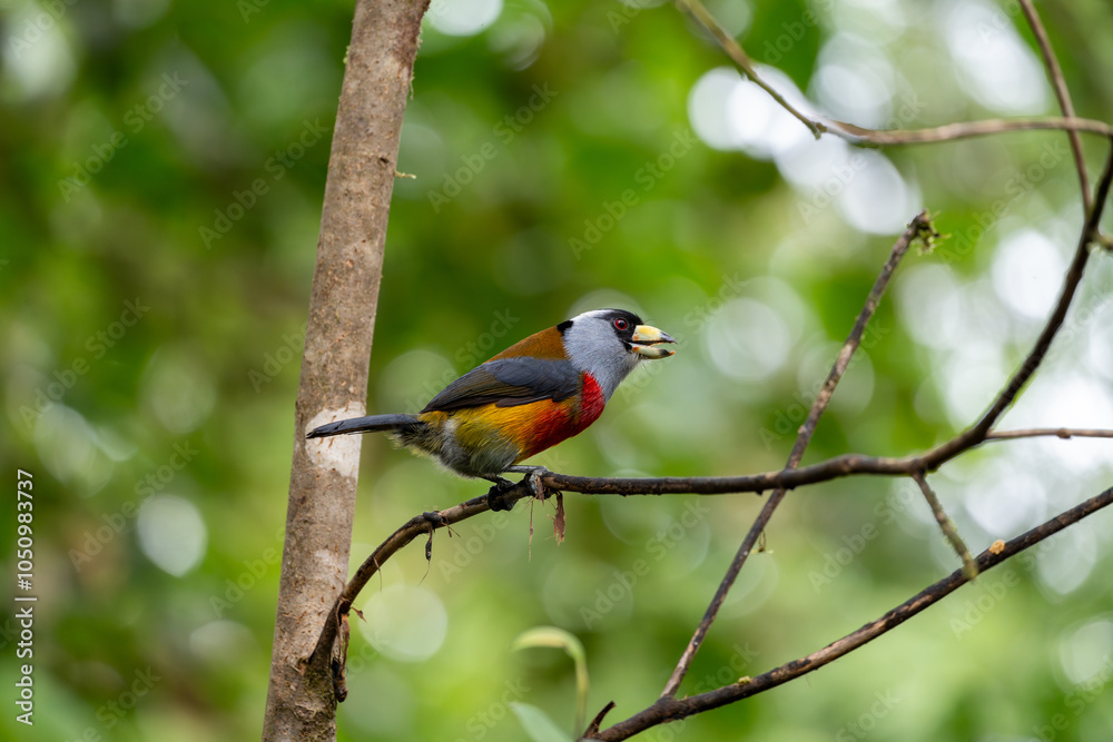 Colorful toucan barbet perched on a thin tree branch with beak open. In profile while facing right Colorful toucan barbet perched on a thin tree branch with beak open. In profile while facing right