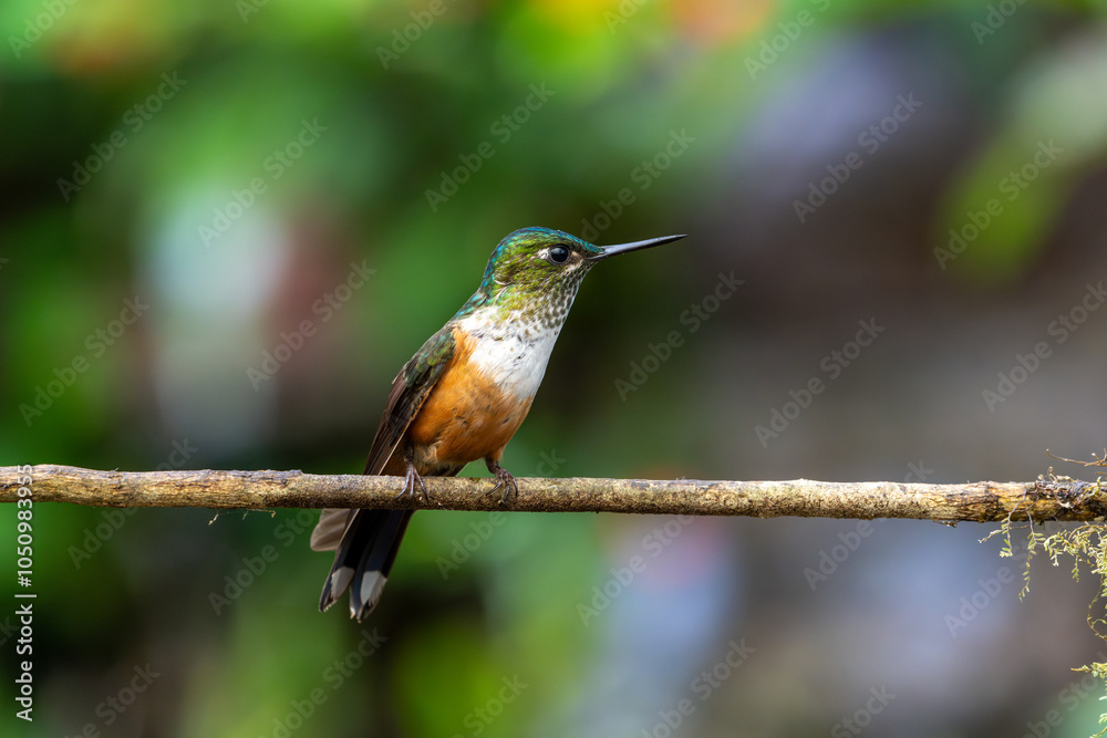 Fototapeta premium Female violet-tailed sylph hummingbird looks intently to the right while perched on a thin branch