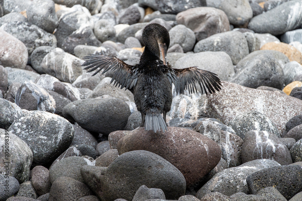 Fototapeta premium Flightless cormorant extending sparse wings and cleaning its shoulder feathers. It is standing on a smooth boulder