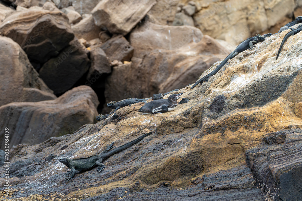 Galapagos penguin resting on a rock surrounded by marine iguanas - wider angle with background boulders Galapagos penguin resting on a rock surrounded by marine iguanas - wider angle with background boulders