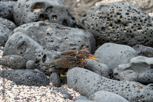 Juvenile lava heron calling for its mother while nestled between large porous rocks