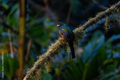 Male masked trogon viewed from behind while perched on a mossy brnach at dawn photo