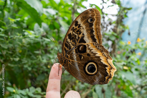 Owl butterfly (caligo atreus) perched at the top of a person's finger inside a butterfly garden photo