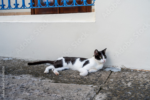 Stray cat laying down on the street under a blue fence, in Panama City