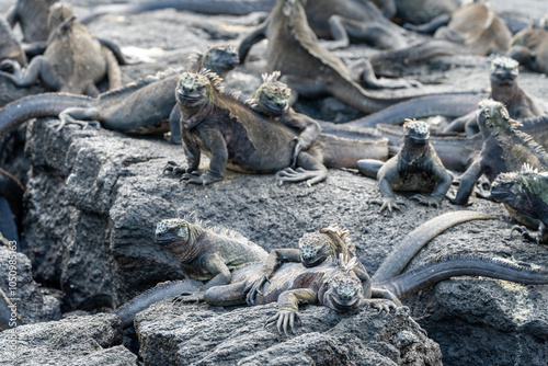 Smiling marine iguanas crawling on top of one another, on volcanic rocks in the Galapagos photo