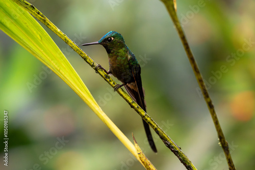 Фотография Violet-tailed sylph hummingbird perched on a plant stem while looking to the lef