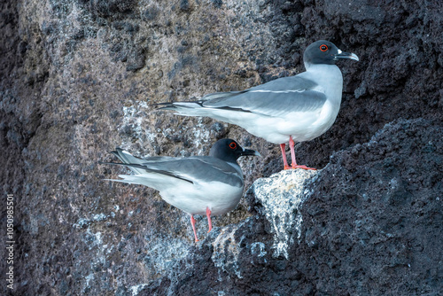 A pair of swallow-tailed gulls standing on a rock outcropping. The red eyes are clearly visible photo