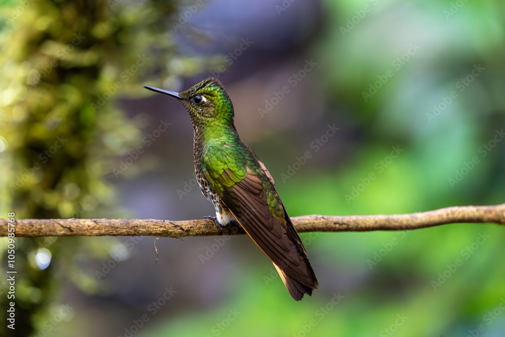 Buff-tailed coronet hummingbird facing left. Back view with left wing clearly visible Buff-tailed coronet hummingbird facing left. Back view with left wing clearly visible