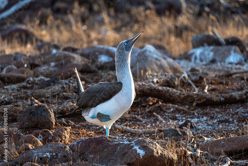 Blue-footed booby with one foot raised standing on a rock during a mating dance photo