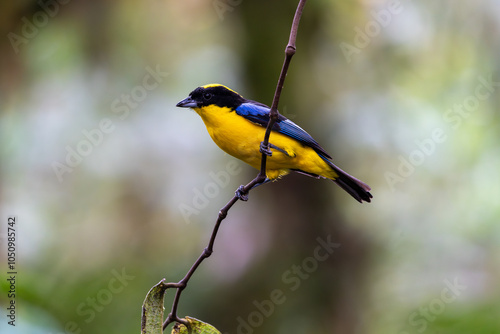 Blue-winged mountain tanager perched on a thin branch. In profile, facing the left photo