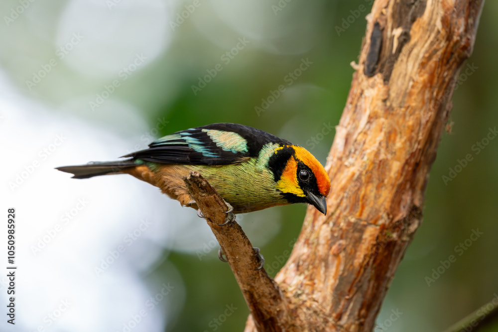Fototapeta premium Close-up of a flame-faced tanager watching the camera intently from a broken tree branch