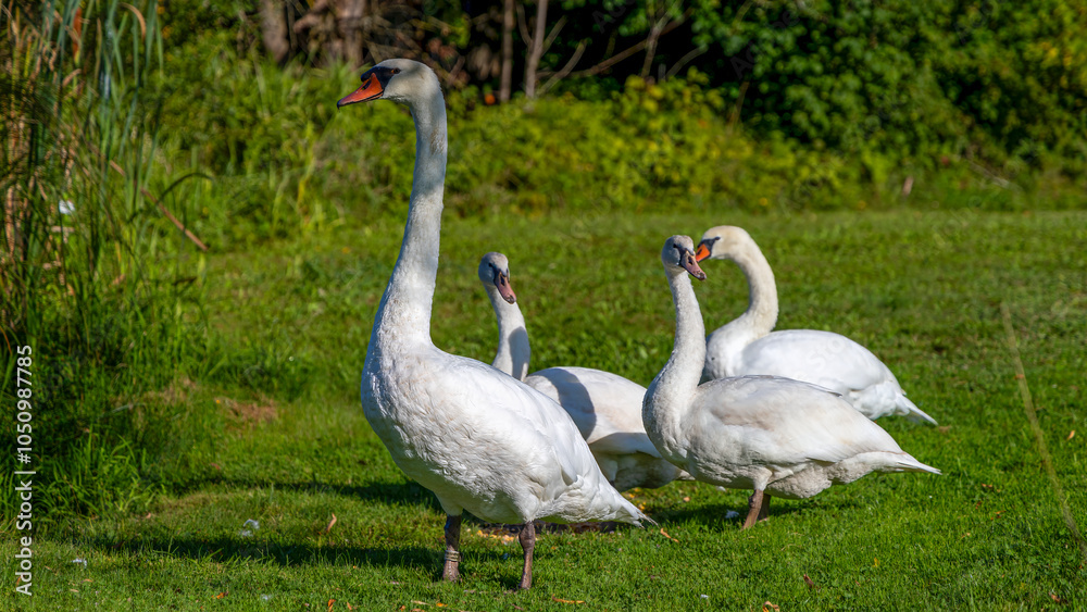 Obraz premium Schwan