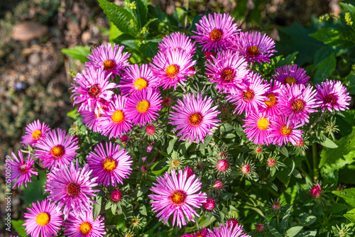 Symphyotrichum novae-angliae is a species of flowering plant in the aster family (Asteraceae), commonly known as New England aster, hairy Michaelmas-daisy, or Michaelmas daisy