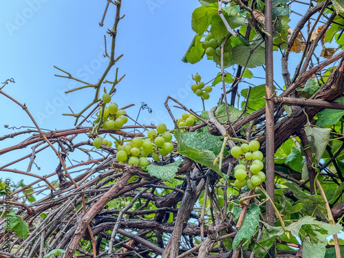 Green Grape tree, wine tree