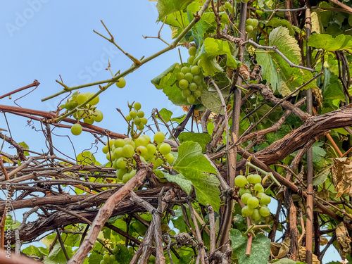 Grape tree on the Garden