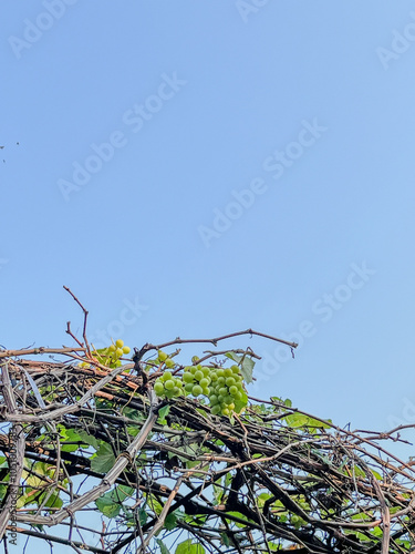 wire fence, grape tree