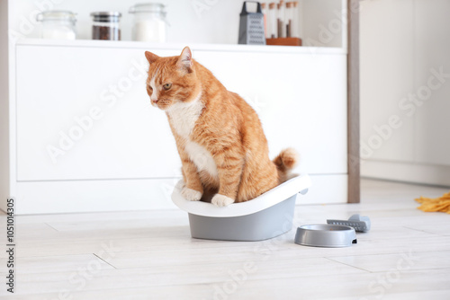 Cute cat on litter box at home
