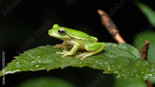 A small green tree frog sits on a leaf with a black background.