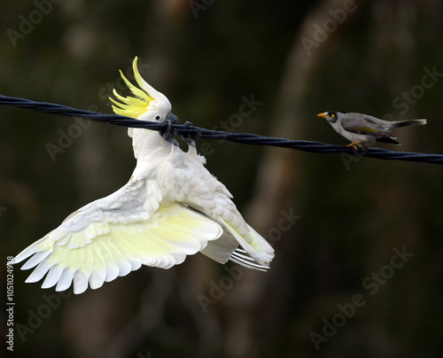 Fotografie Yikes, a bird! A comical Australian sulphur-crested cockatoo clinging to a power line in apparent fright at a noisy miner