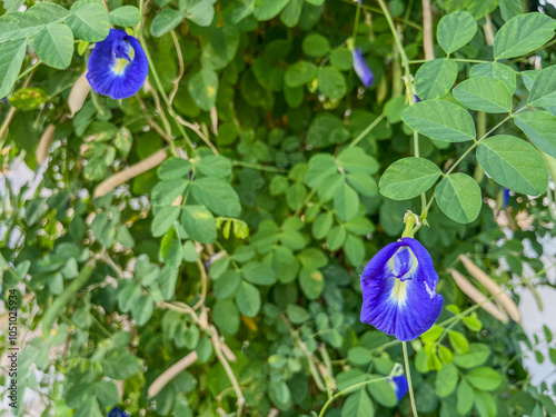 blue iris flower
