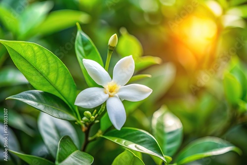 Blooming crape jasmine flower in garden with green leaf background
