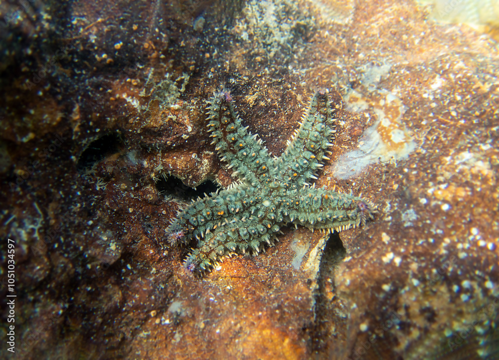 Spiny starfish (Marthasterias glacialis) Spiny starfish (Marthasterias glacialis)