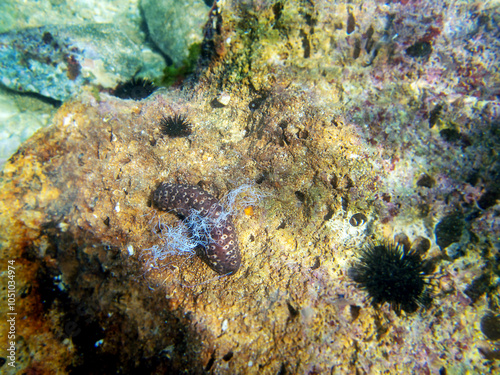 Cotton-spinner sea cucumber - Holothuria sanctori photo