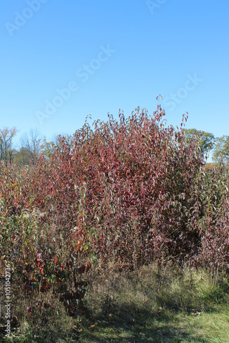 Red-osier dogwood with dark red leaves at Danada Woods Forest Preserve in Wheaton, Illinois photo