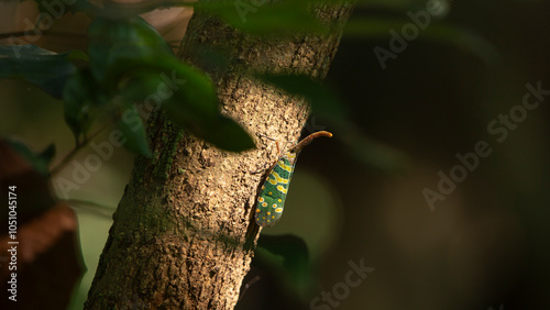 Fulgorid bug on a tree in the rainforest, Thailand.