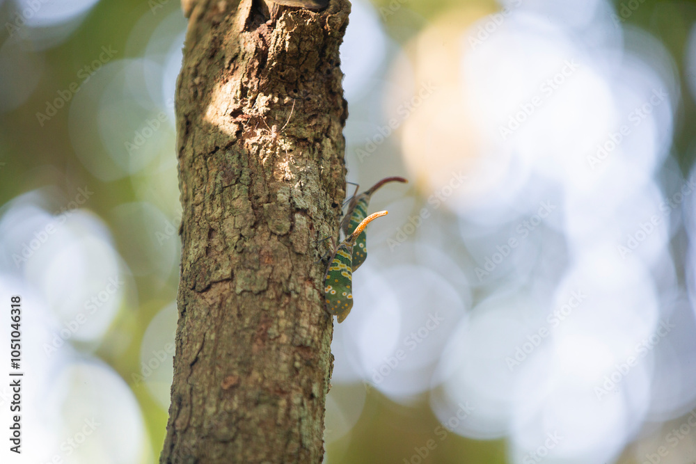Obraz premium Fulgorid bug on a tree in the rainforest, Thailand.