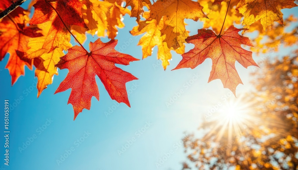 Autumn Leaves Against Blue Sky with Sunlight, Colorful Foliage Season Change Autumn Leaves Against Blue Sky with Sunlight, Colorful Foliage Season Change