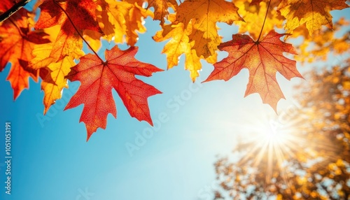 Autumn Leaves Against Blue Sky with Sunlight, Colorful Foliage Season Change