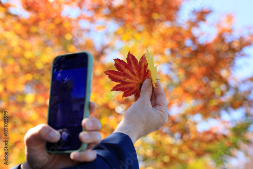 紅葉　葉　スマートホンで撮影している女性　イメージ