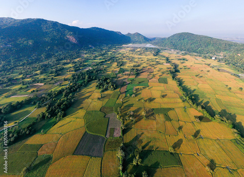 golden rice fields in Ta Pa photo