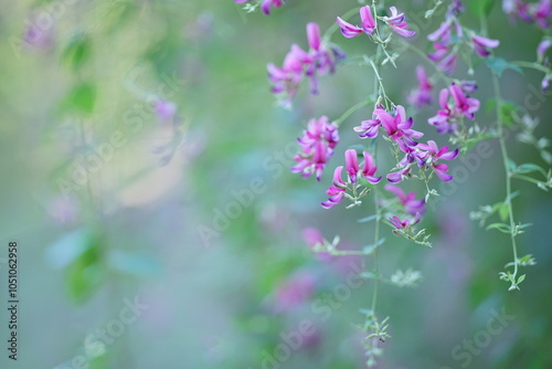 ピンク色の萩の花のアップ(1)