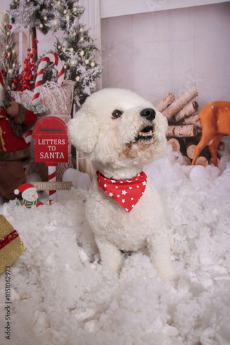 Christmas photo session on Bichon frise toy dog in professional studio photo