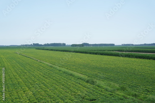  Peanut Field, Peanut plantation fields.